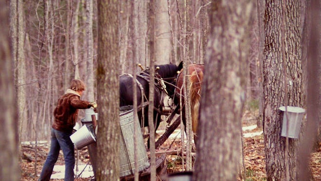 This is the type of image many people conjure up when they think of maple tapping, but it’s no longer the reality for many producers. Traditional collection techniques like this are much less feasible in today’s unpredictable climate.