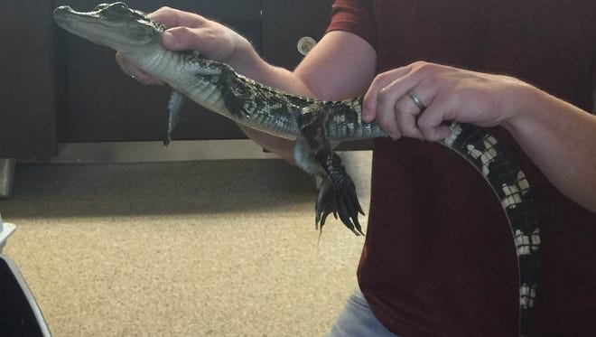 A second alligator was pulled from Maple Lake in Jackson.