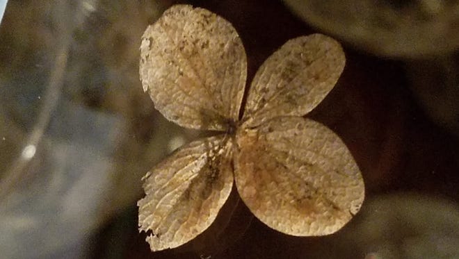 Suze Walker found this four-leaf clover in the crack of a sidewalk.