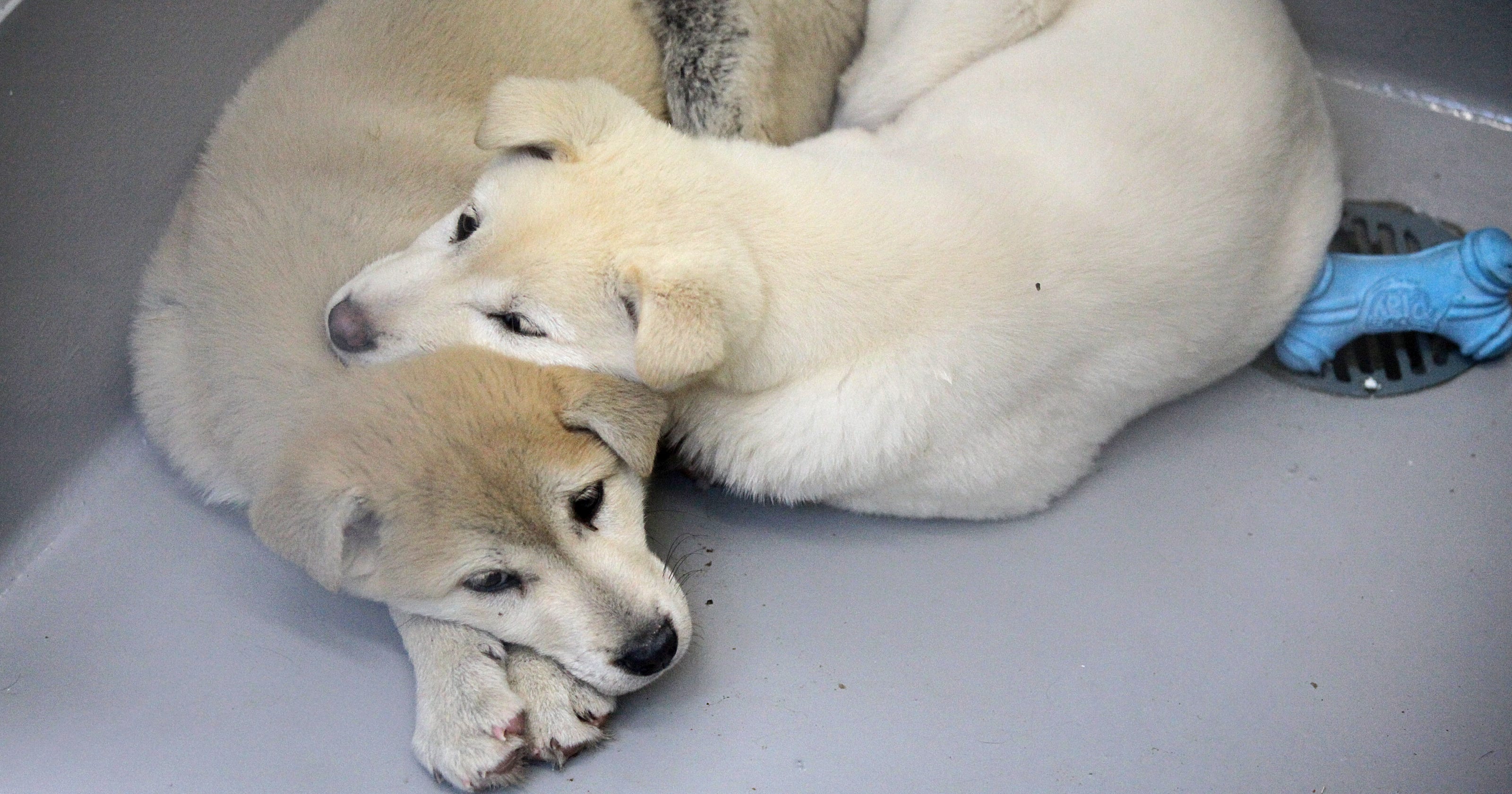 Dogs saved from Korean dog-meat farm arrive in Calif.