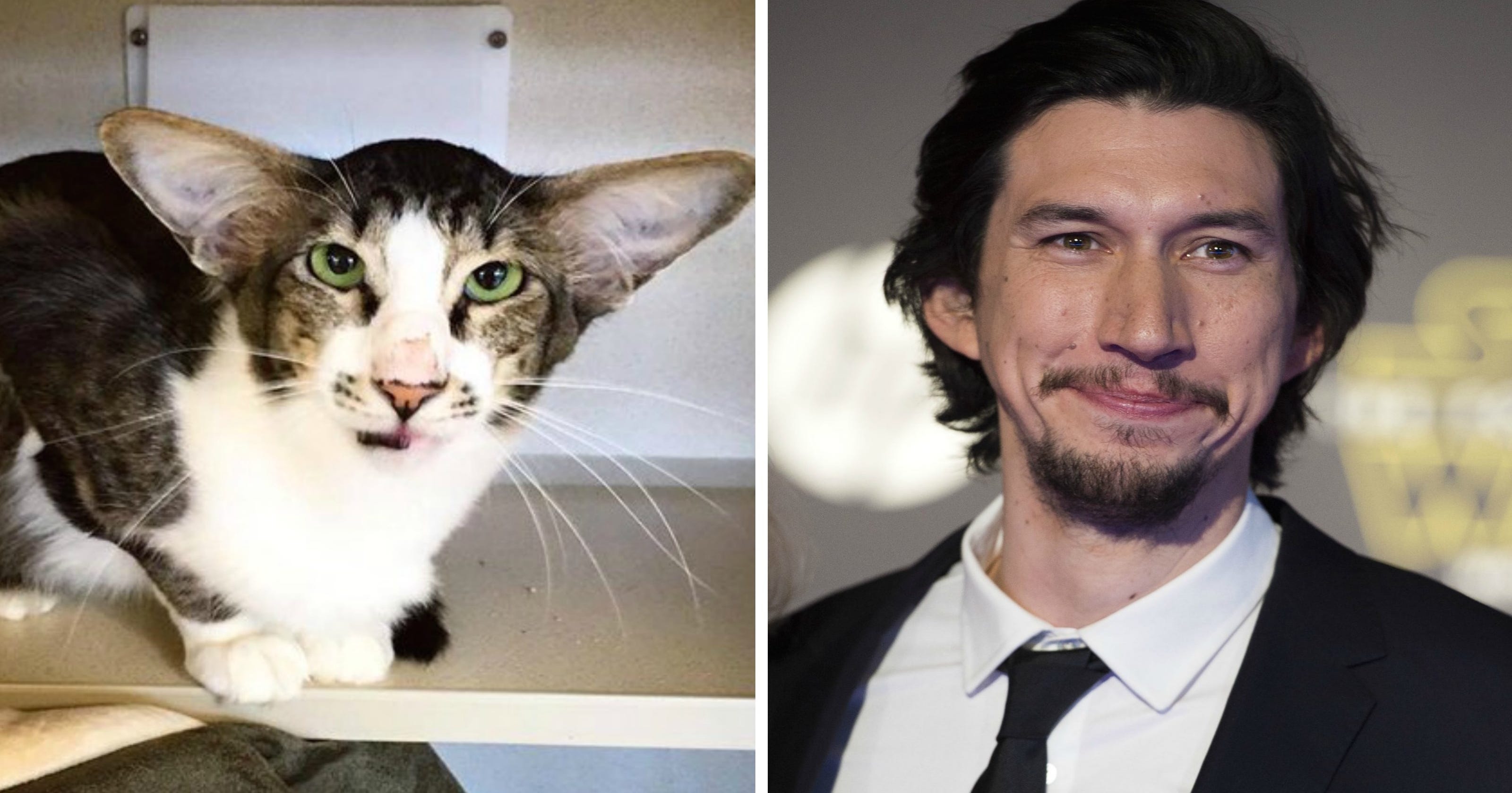 adam driver cat breed cat that looks like actor QFB66