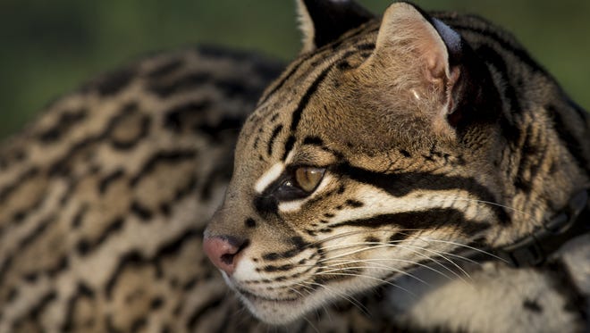 Rare Ocelots Try To Survive In A World That Barely Knows They Exist