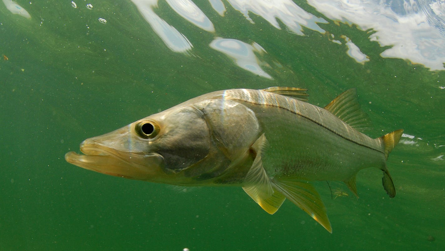 Snook season reopens March 1 in Florida