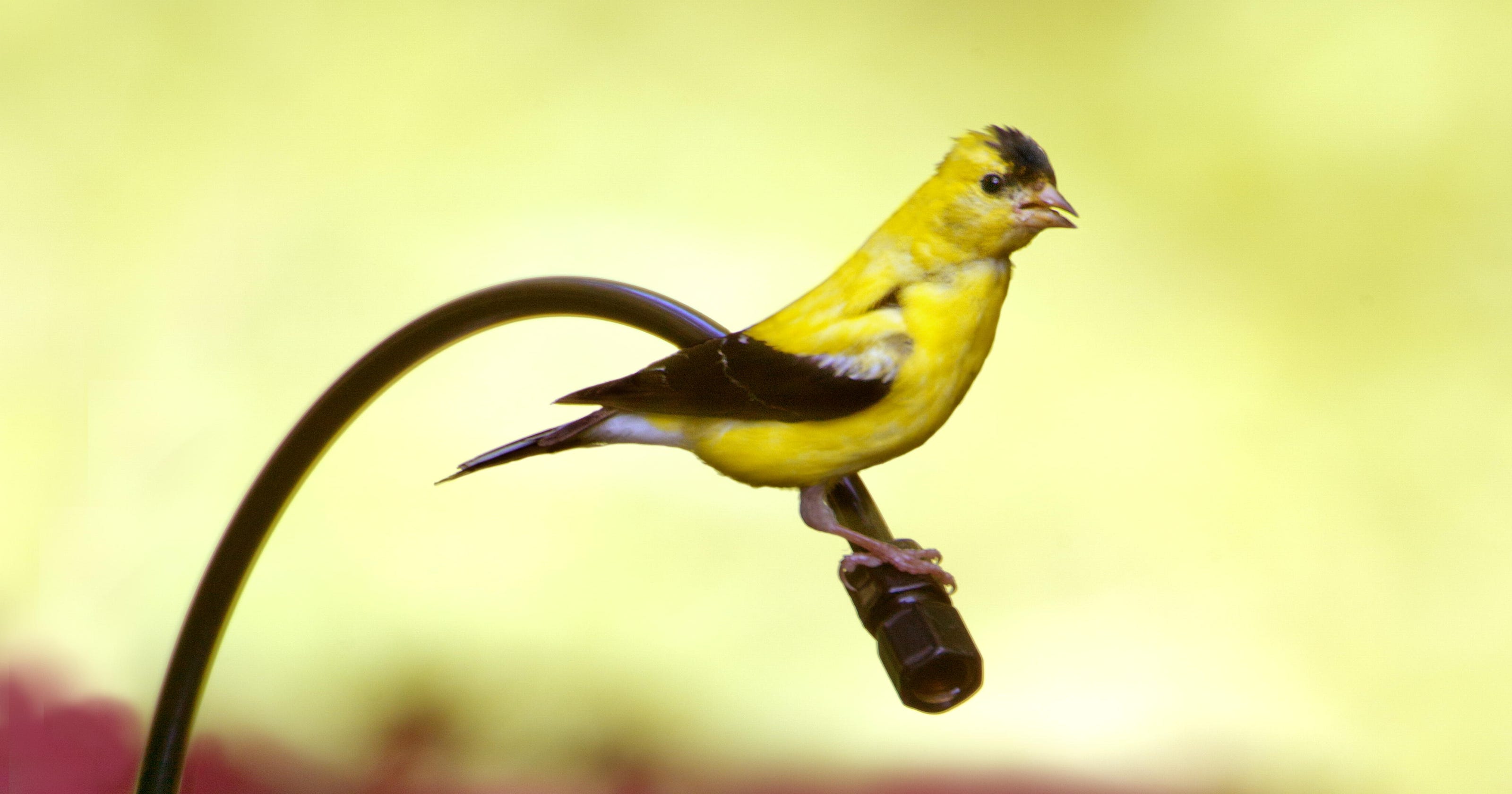 Goldfinches begin fall feather change