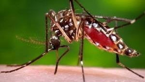 The Aedes aegypti mosquito is tagged as the culprit in spreading the Zika virus in the Caribbean and throughout Central and South America. It is lives throughout Florida.