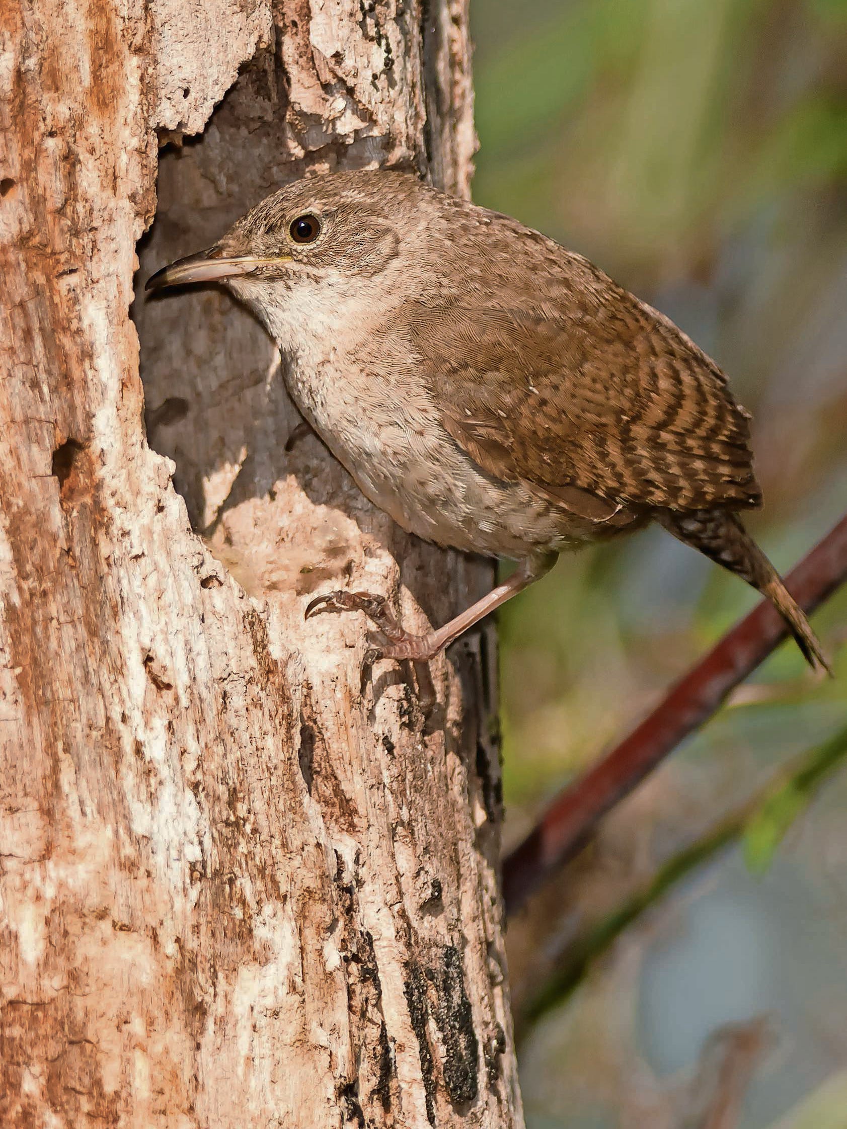 Wee Wrens Make Up For Size With Noise And Nest Building