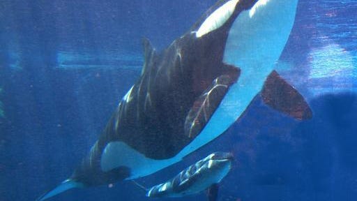This May 6, 2002, file photo, shows Takara, swimming with her new calf at SeaWorld in San Diego. Both Takara and her calf were conceived through artificial insemination. SeaWorld Entertainment Inc. said Thursday it will no longer breed killer whales. The company announced in a statement, Thursday that breeding will cease immediately.