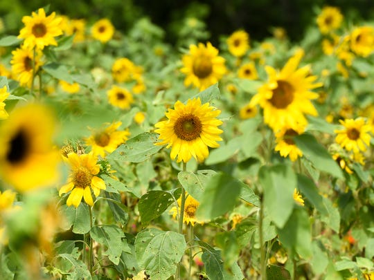 The Fall Festival and Pumpkin Sale is Saturday and Sunday at Hideaway Hammock west of Fort Pierce and Port St. Lucie. Pictured are sunflowers from Countryside Citrus north of Vero Beach.