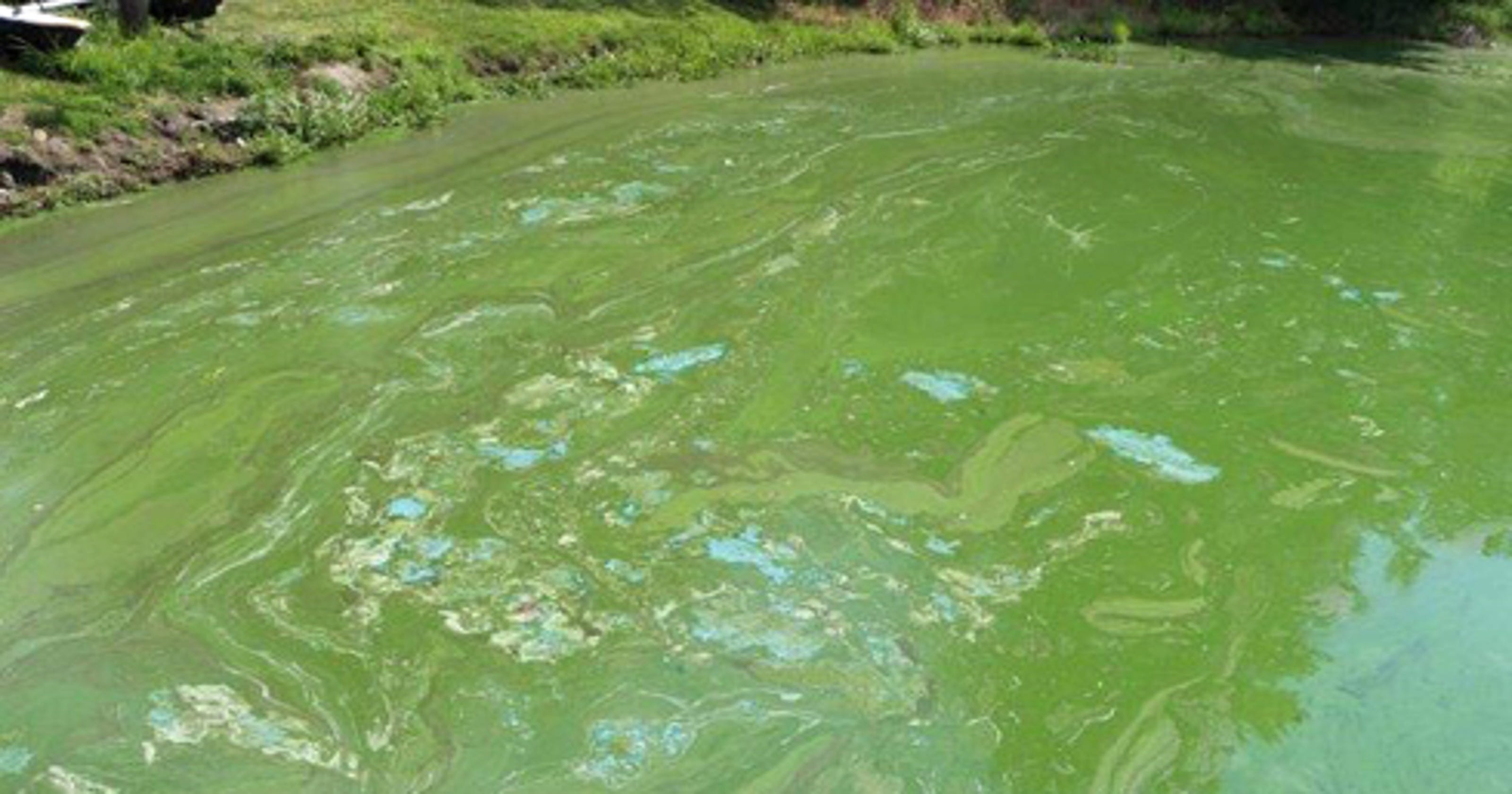 Seneca South Harmful algae blooms found in Seneca Lake