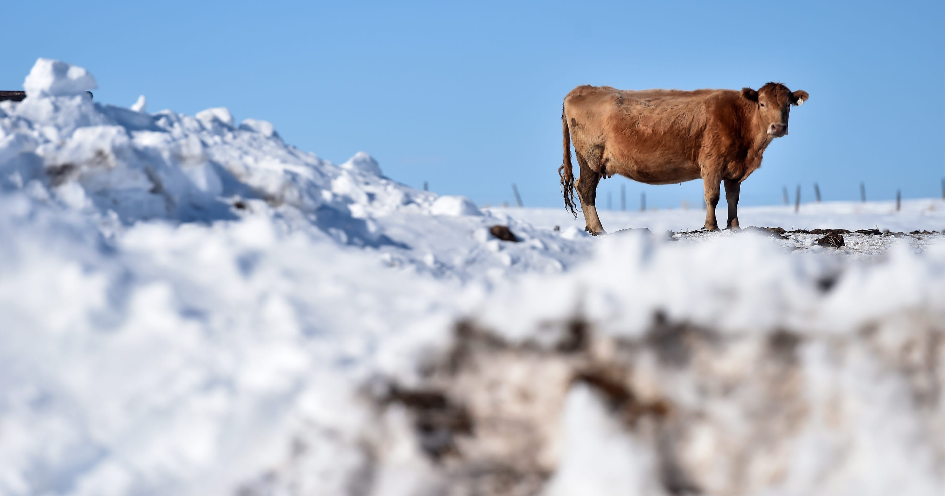 Winter snowfall in Montana