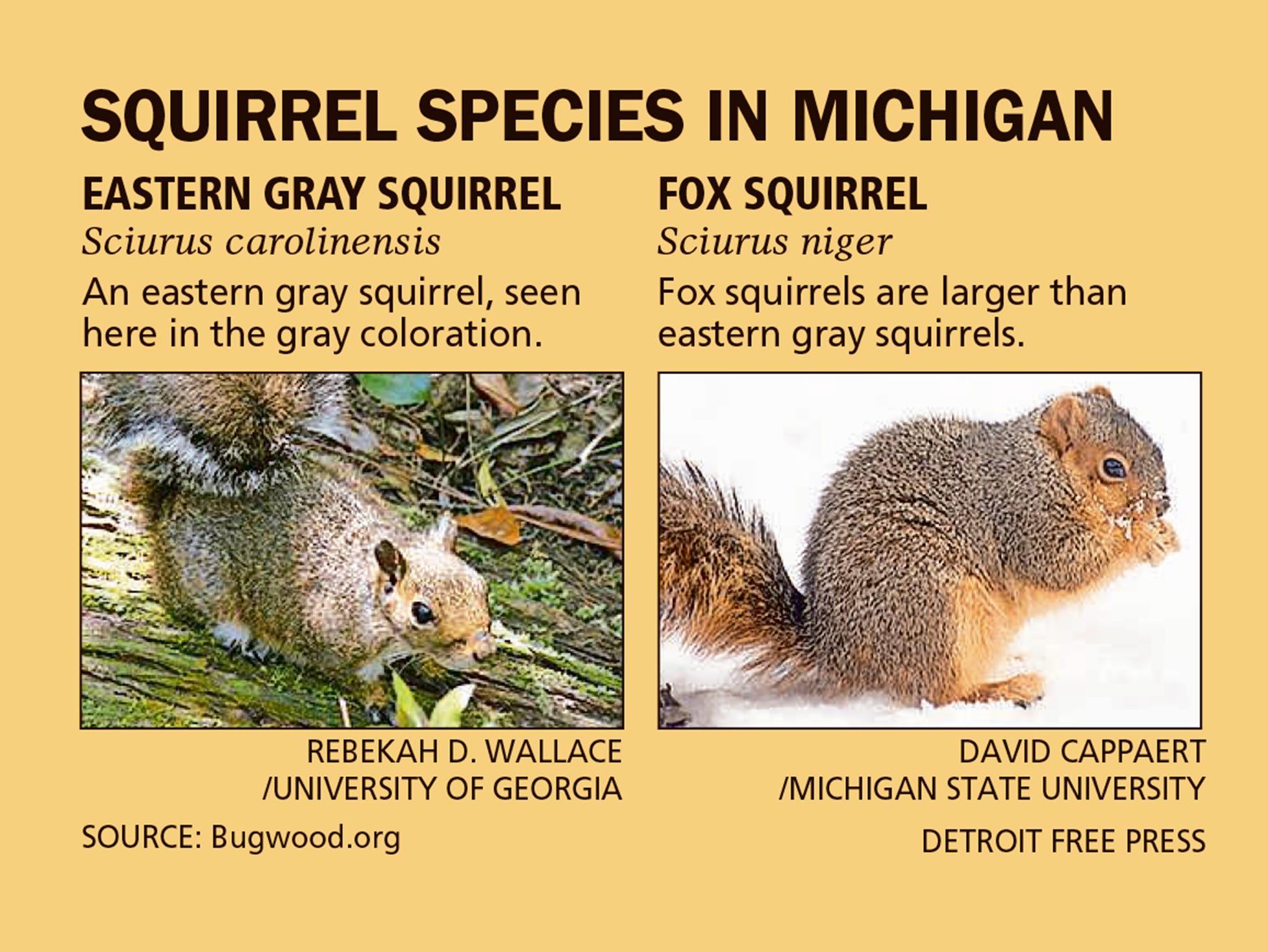 Squirrel Species Chart