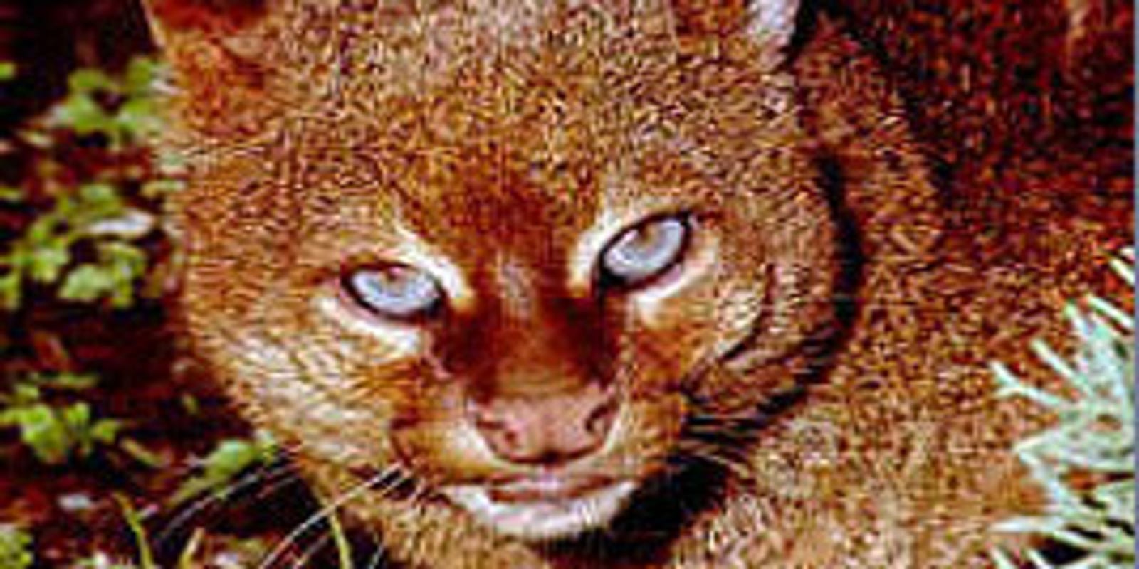 Jaguarundi Sightings North Of Ruidoso