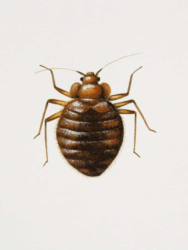 Is Your City Crawling With Bed Bugs