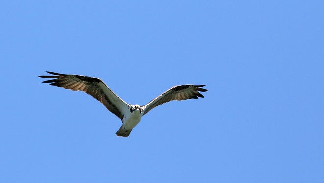An osprey soars over Thunder Island on July 23, 2015, in Cascade Locks.