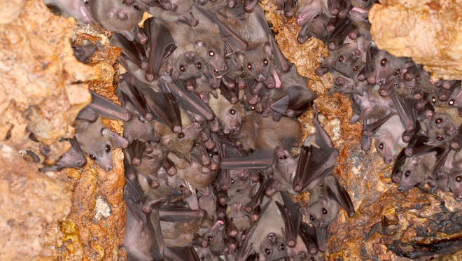 A colony of Egyptian fruit bats gather in a cave.