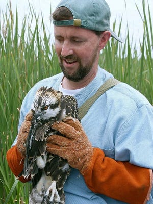David Horst has reveled in the wonders of nature, including getting to know this young osprey.
