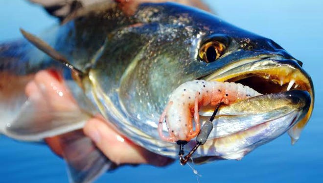 Big trout have been hitting weedless-rigged Gulp! Shrimp.
Wildfly Charters Capt. Gregg McKee reports big trout have been hitting weedless-rigged Gulp! Shrimp all day long. But the baits have to be fished very slowly on cold mornings, or ripped right along on warmer afternoons.