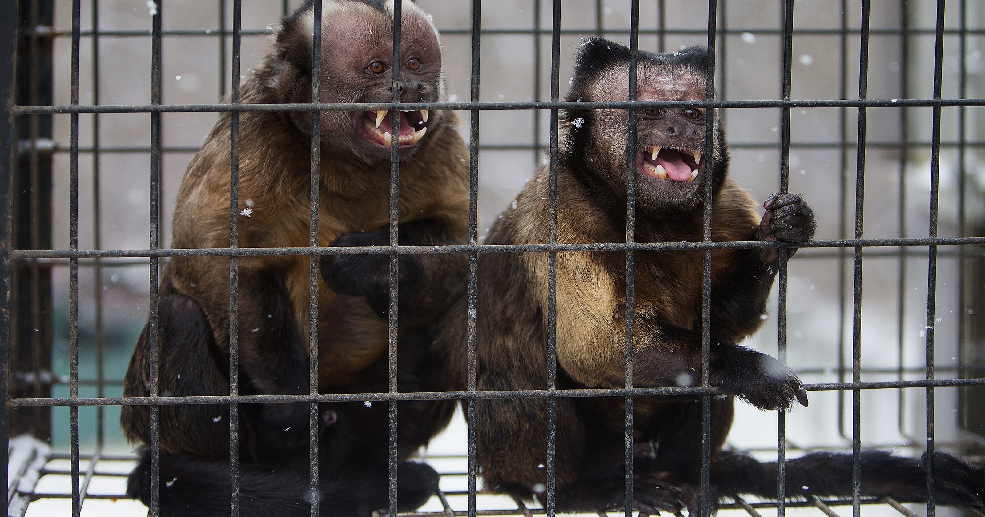 Servicemonkey bill draws opposition in Kentucky