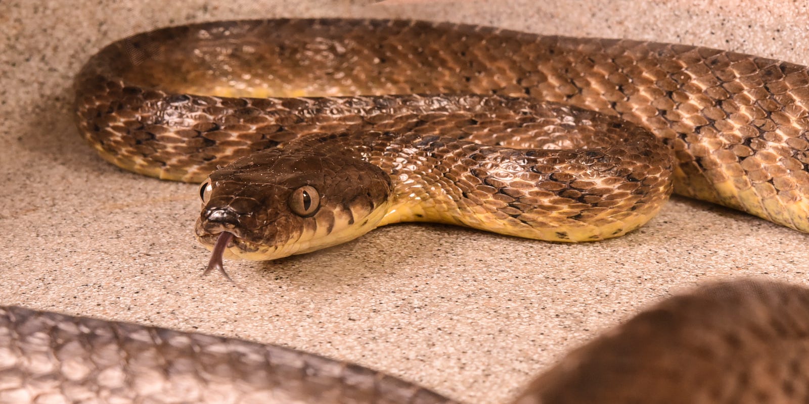 Brown tree snakes on Guam Tylenollaced mice used to combat them