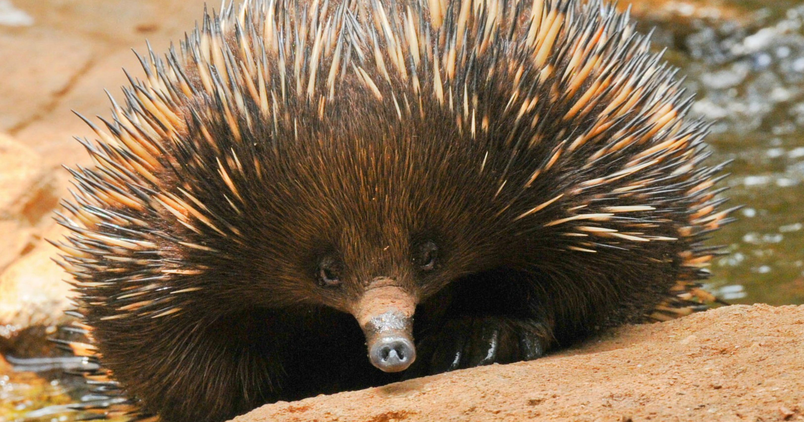 Cool critters Australia s echidnas  shed light on fireproofing