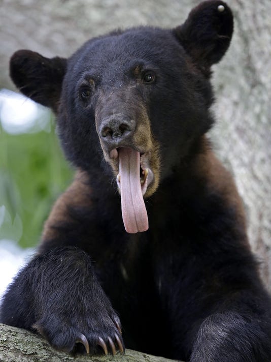 Louisiana wildlife agents arrest man for killing black bear