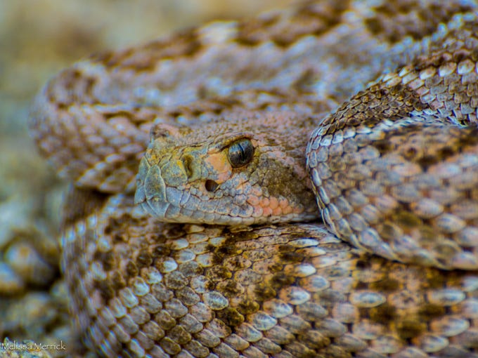 Do rattlesnakes swim? One Arizona fisherman found out