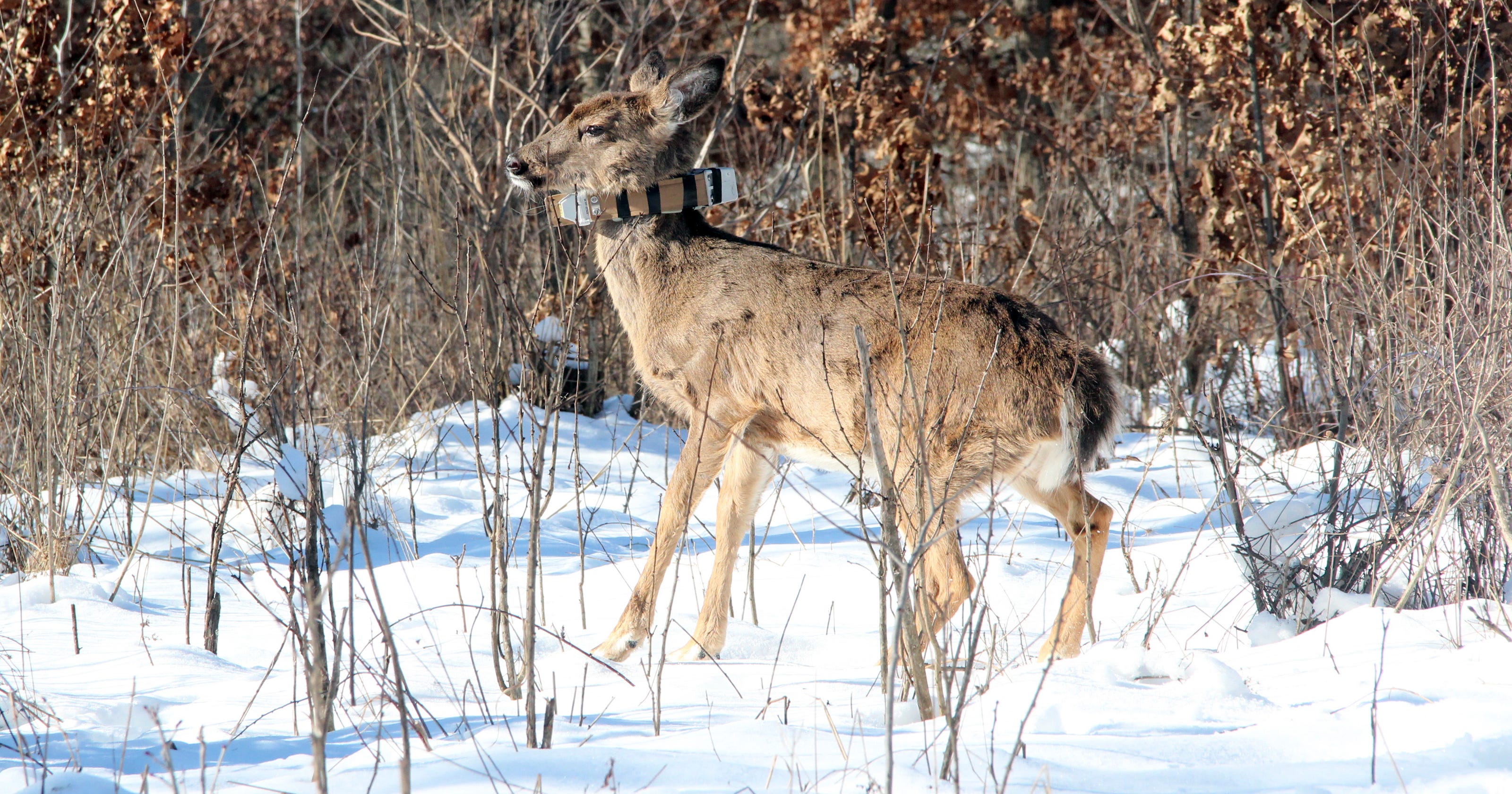 Deer, CWD and predator study underway in SW Wisconsin