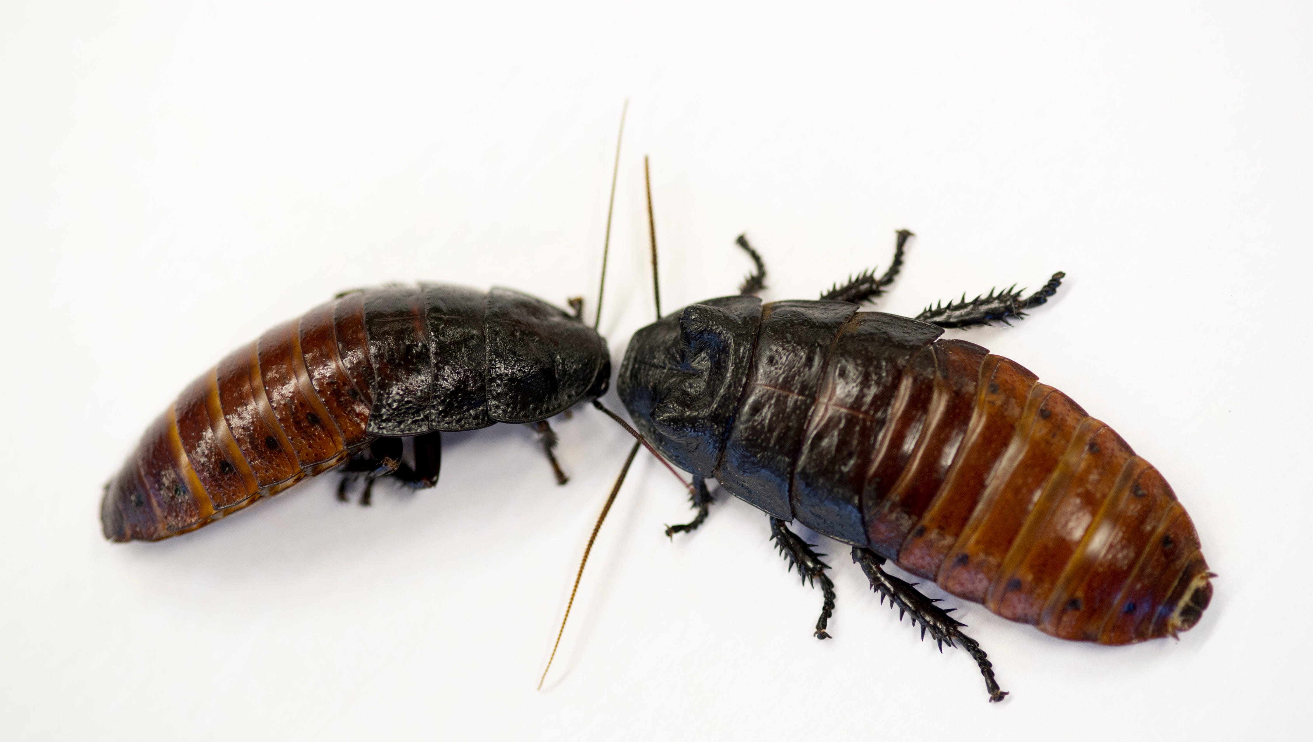 Cockroaches Rat Droppings Holes In Trailer Floor Lead To Middlesex Child Neglect Finding