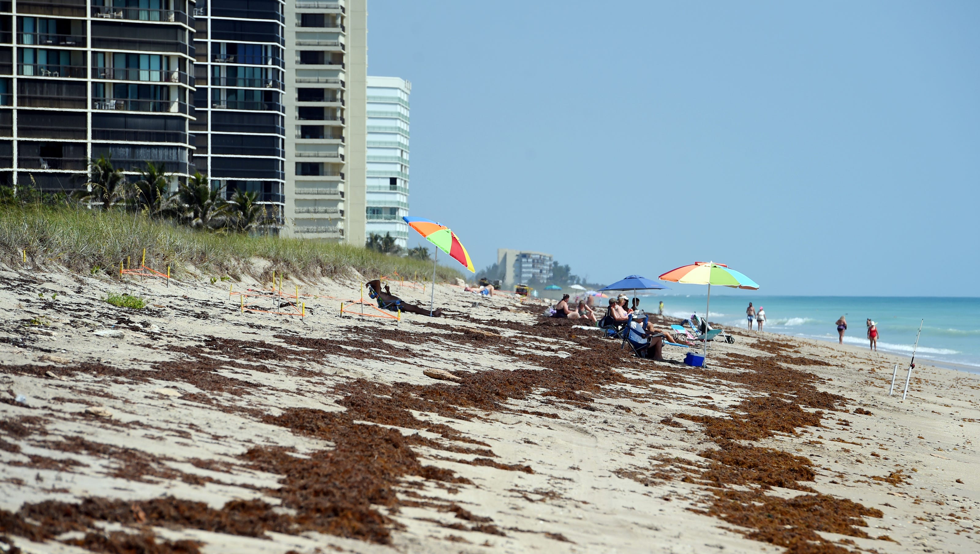 Seaweed piling up on Florida beaches could set record.
