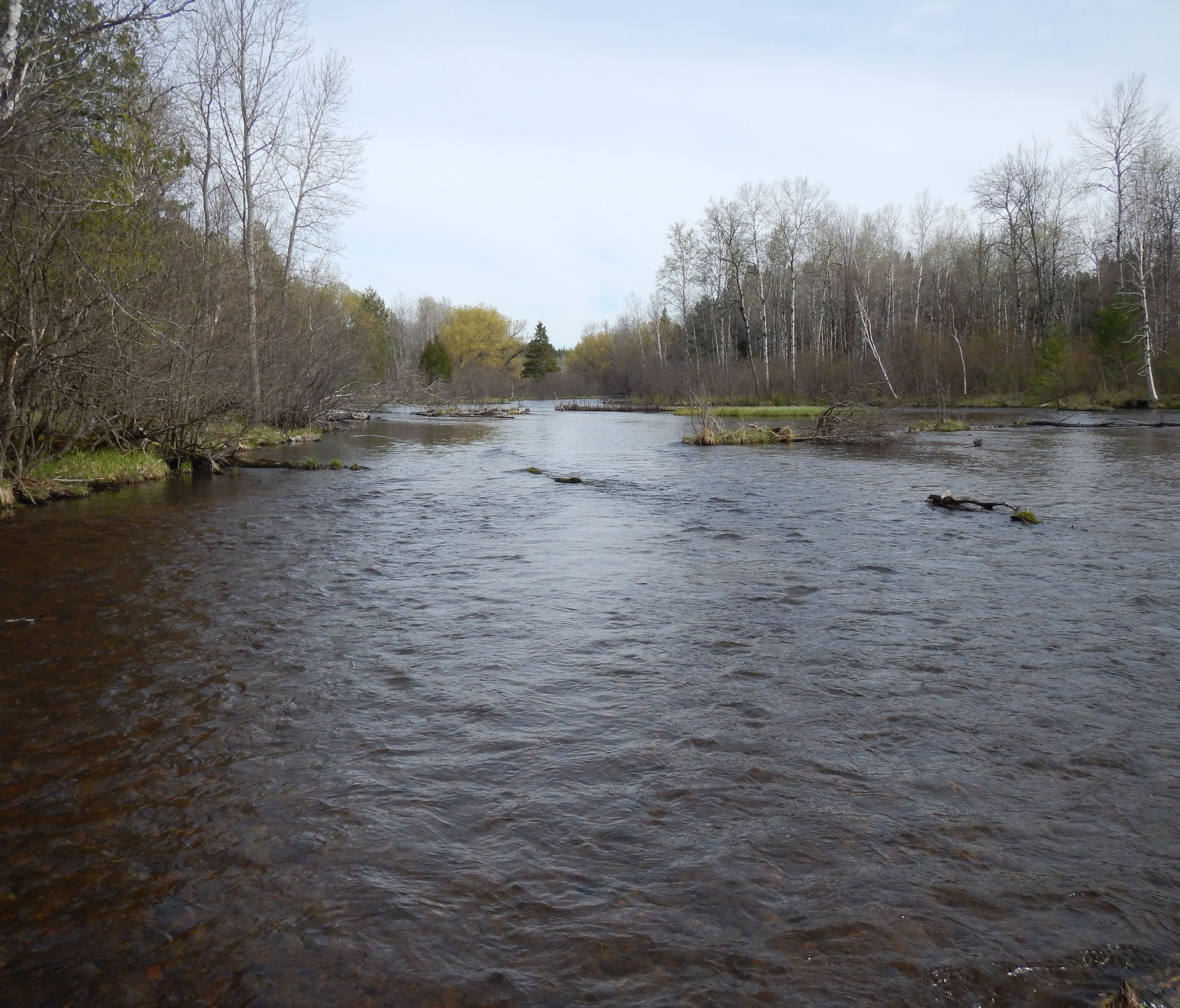 The Au Sable rises northwest of Grayling, Mich., and, flowing eastward, eventually feeds Lake Huron.