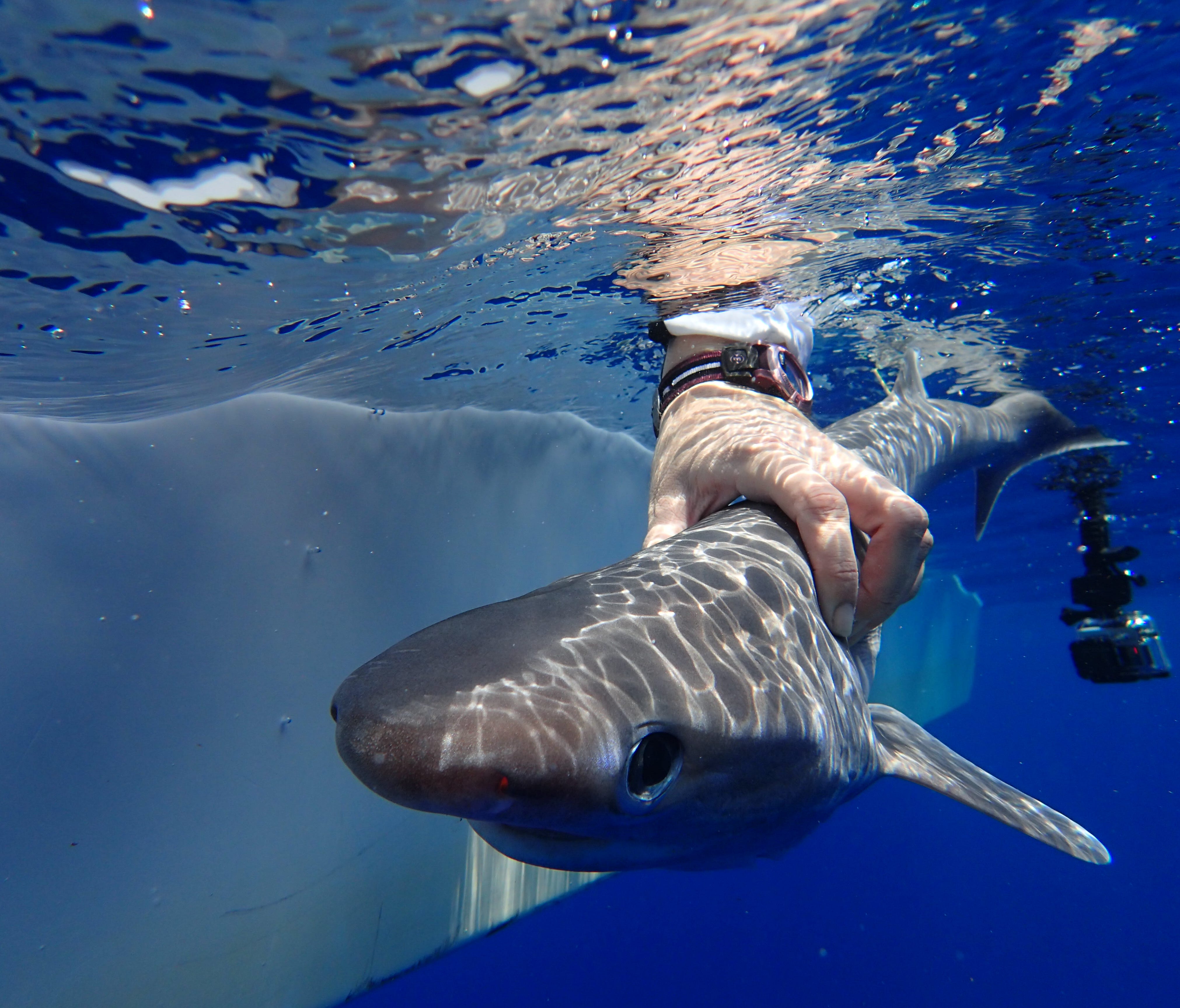 An Atlantic sixgill shark pup.