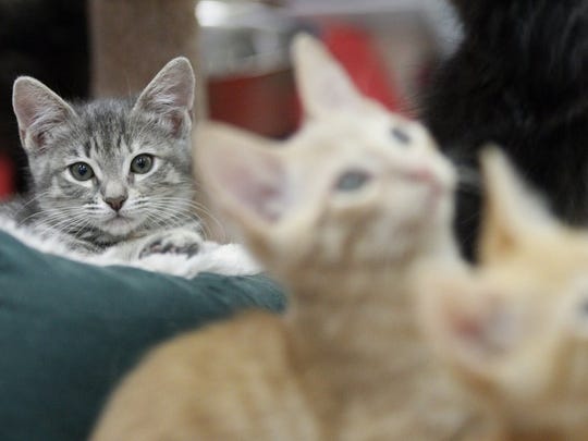 Most Popular Cat And Dog Names In Ventura County In 2019