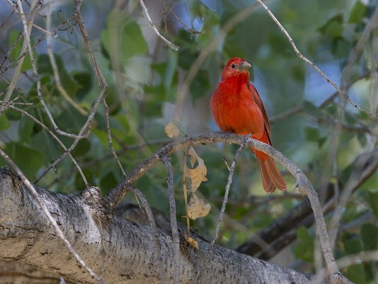 How Audubon Is Crowdsourcing Its Annual Bird Count For
