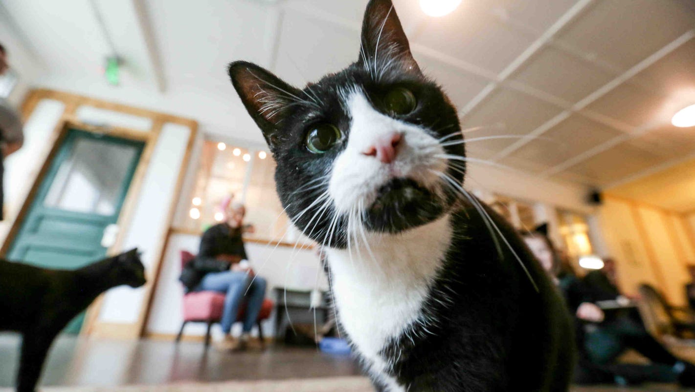 Cat café coming to downtown Greenville