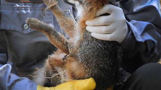 channel-islands-foxes-removed-from-endangered-species-list