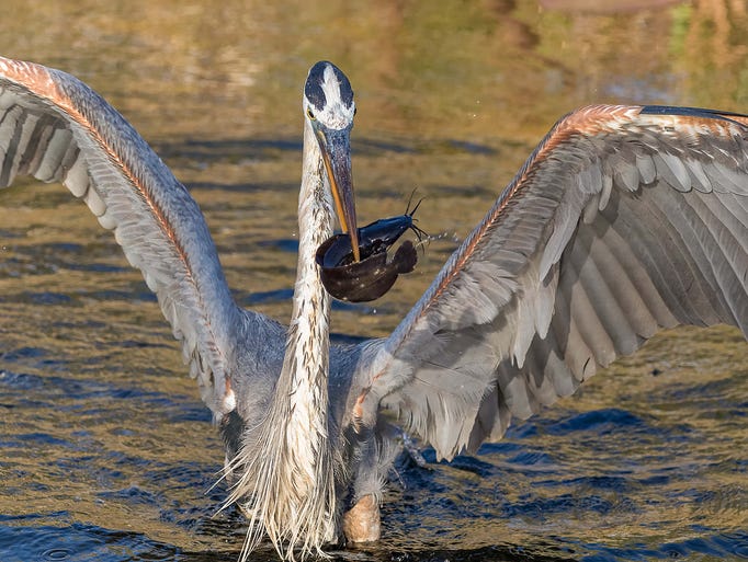A blue heron showing off his breakfast catch at Shark