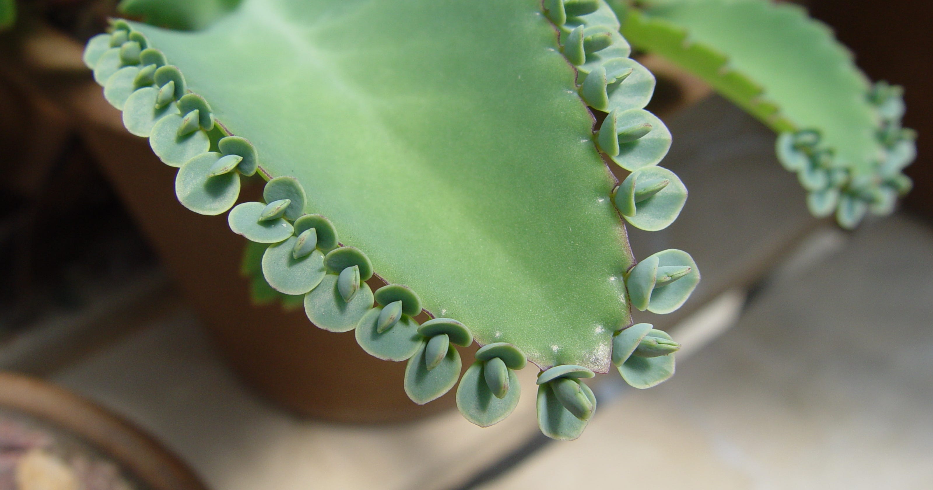 Mother of millions, originally from Africa, make home in U.S. desert