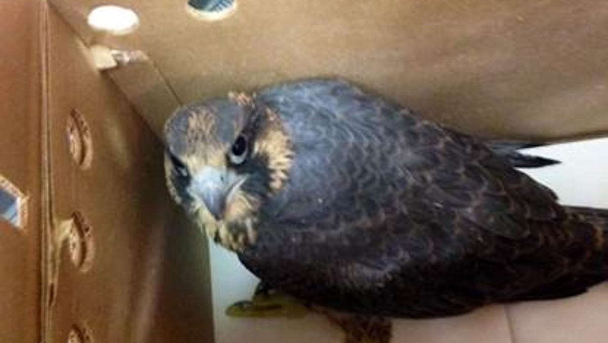 Troublesome Flight For Baby Falcon In Downtown Phoenix