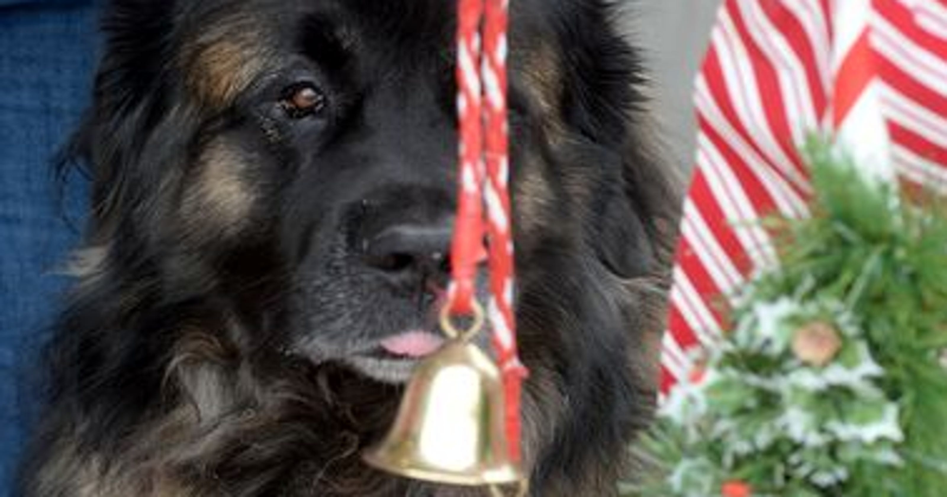 Bell-ringing dog draws dollars