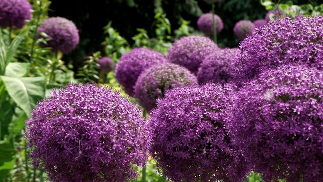 Plant alliums in clusters and patches for maximum impact in the garden.