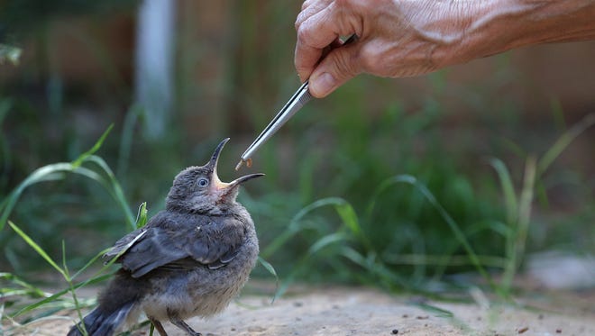 Marcia Fulton feeds a Curve-Billed Thrasher at the Second Chance Wildlife Rescue in Vado Thursday. The rescue cares mostly for birds. It also cares for a variety of wild animals.