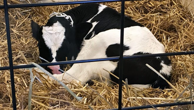 About 65% of calves die before weaning because of diarrhea and one of the most common mistakes producers make is not catching it soon enough.