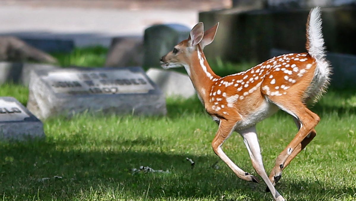 When Does Turkey Season Start In Indiana - 5 Best Turkey Hunting States Over The Next 5 Years / Here's a quick guide to start planning your spring 2020 hunts.