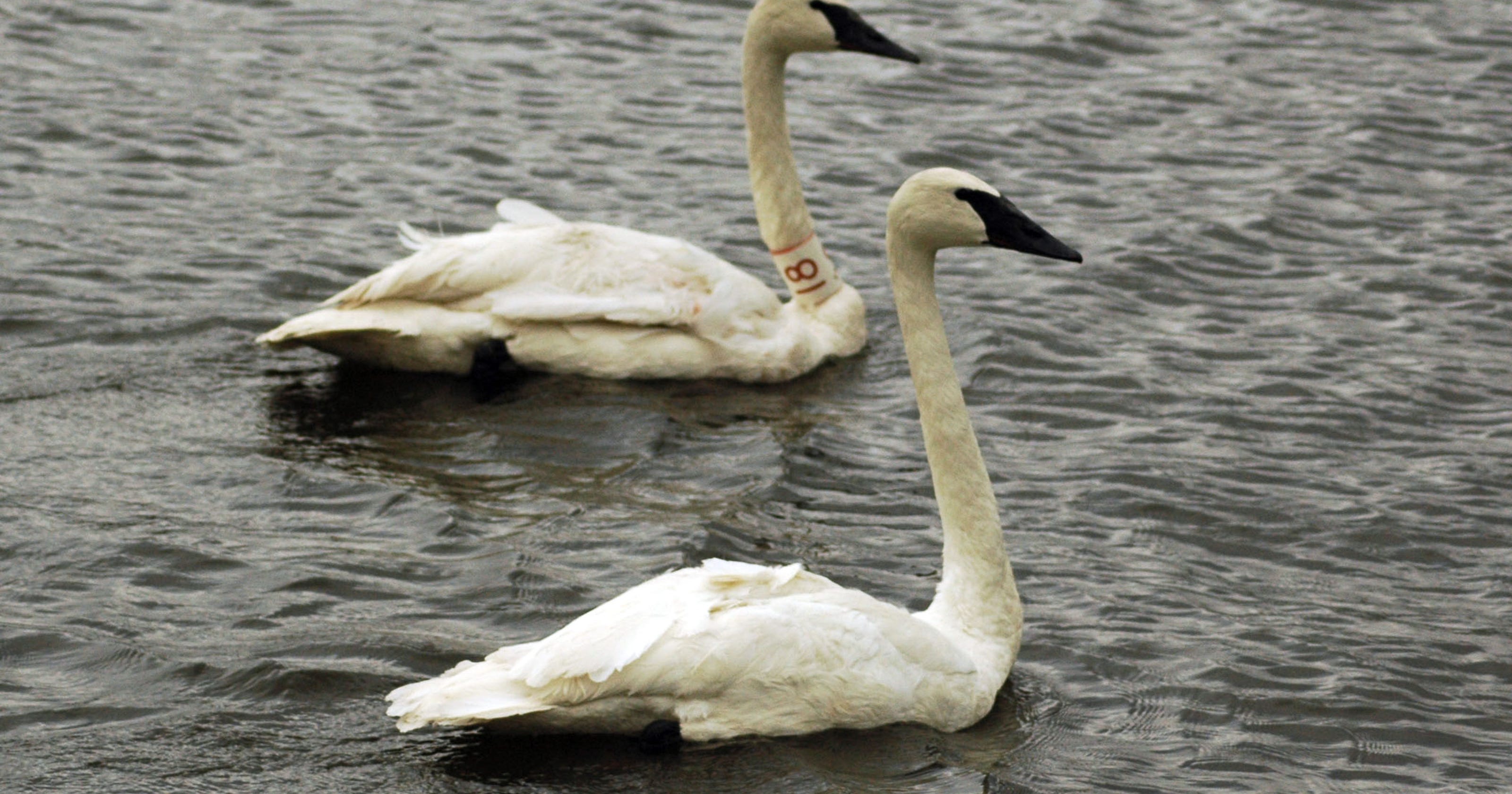 What killed 32 rare trumpeter swans in Iowa?