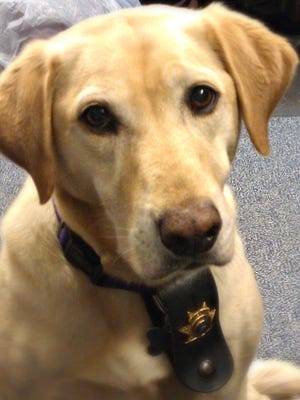 Scooter, the Rockland County arson dog, has died.