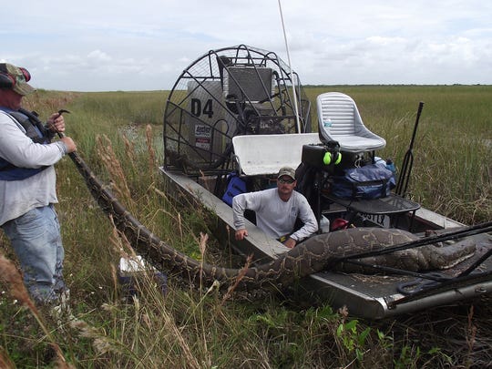This Burmese python killed several years ago in the Everglades was nearly 16 feet long. It was found with a 76-pound deer inside and weighed 139 pounds without the deer inside of it. It weighed a collective 215 pounds when found.