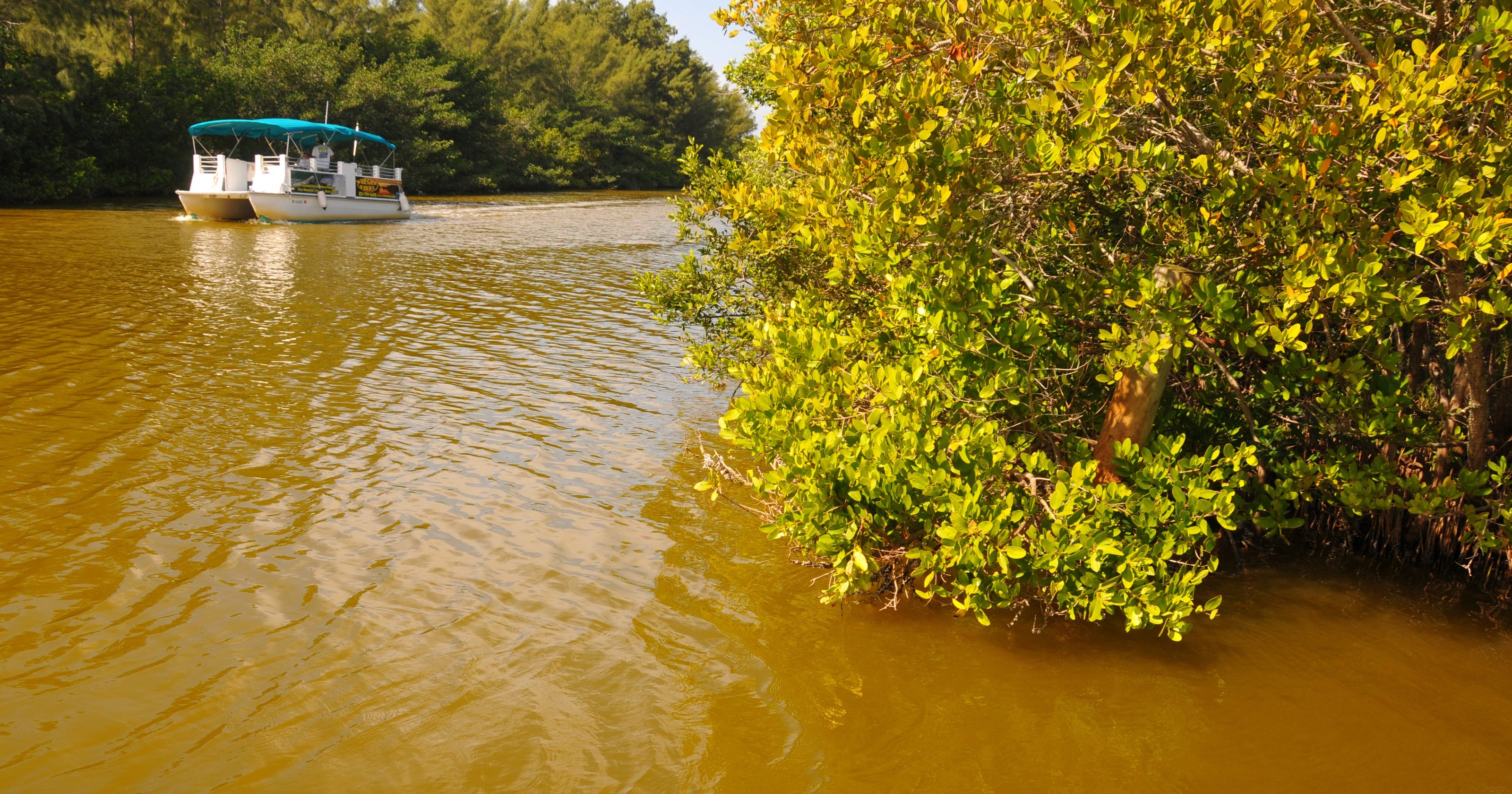 Brown tide appears worse in Indian River Lagoon
