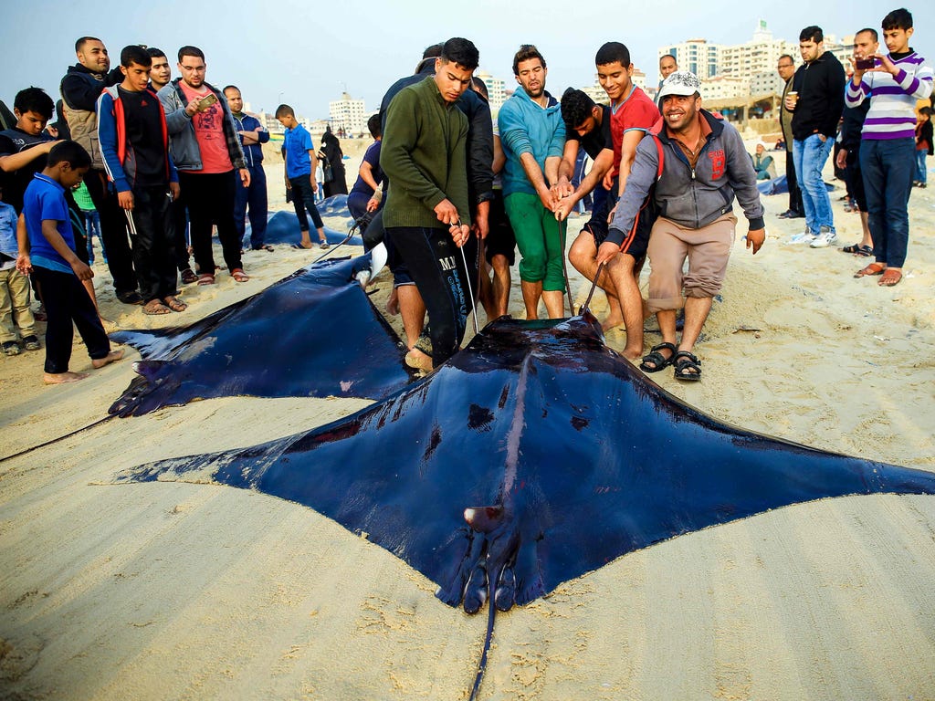 Palestinian fishermen pull a catch of stingrays onto a beach overlooking the Mediterranean Sea in Gaza City. Hamas allowed fishermen out on the water again after  barring exits by sea following the March 24 assassination of leader Mazen Faqha, which 
