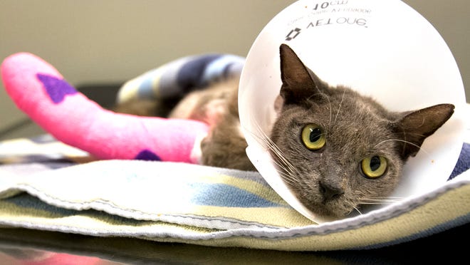 
Laurel the cat recovers at Specialized Veterinary Services on Wednesday in Fort Myers after her leg was amputated. Laurel has been receiving treatment since she was admitted to the clinic July 17.
