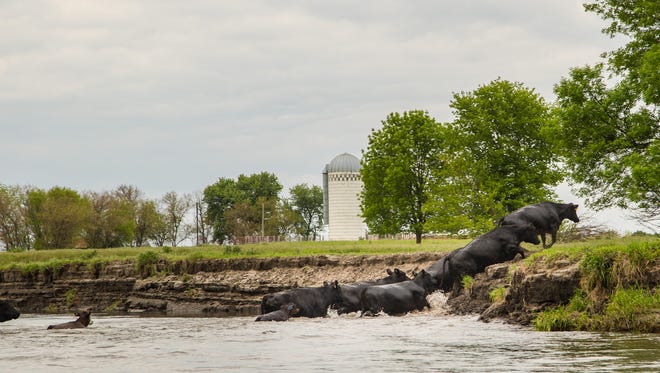 Cows cross the Raccoon River in Sac County Friday, May 20, 2016.